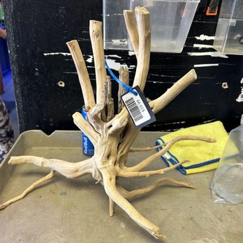 Elegant Reef - Tropical Fish Studio - Aquarium wood - Aquarium Services Near Me - San Antonio, Texas Elegant Reef - Tropical Fish Studio - Aquarium wood - Aquarium Services Near Me - San Antonio, Texas