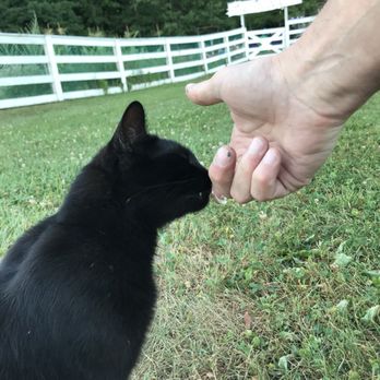 Smiling Hill Farm - My bud, the barn cat - Ice Cream & Frozen Yogurt Near Me - Westbrook, Maine Smiling Hill Farm - My bud, the barn cat - Ice Cream & Frozen Yogurt Near Me - Westbrook, Maine