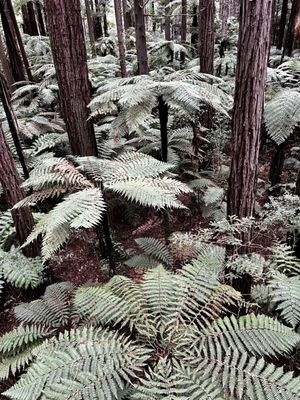 Redwoods Treewalk by null
