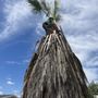 Photo of Everardo's Tree Care
