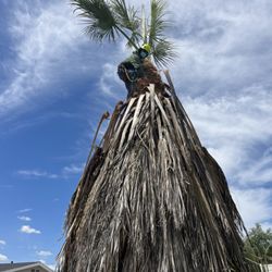 Everardo's Tree Care - Mexican palm tree ,