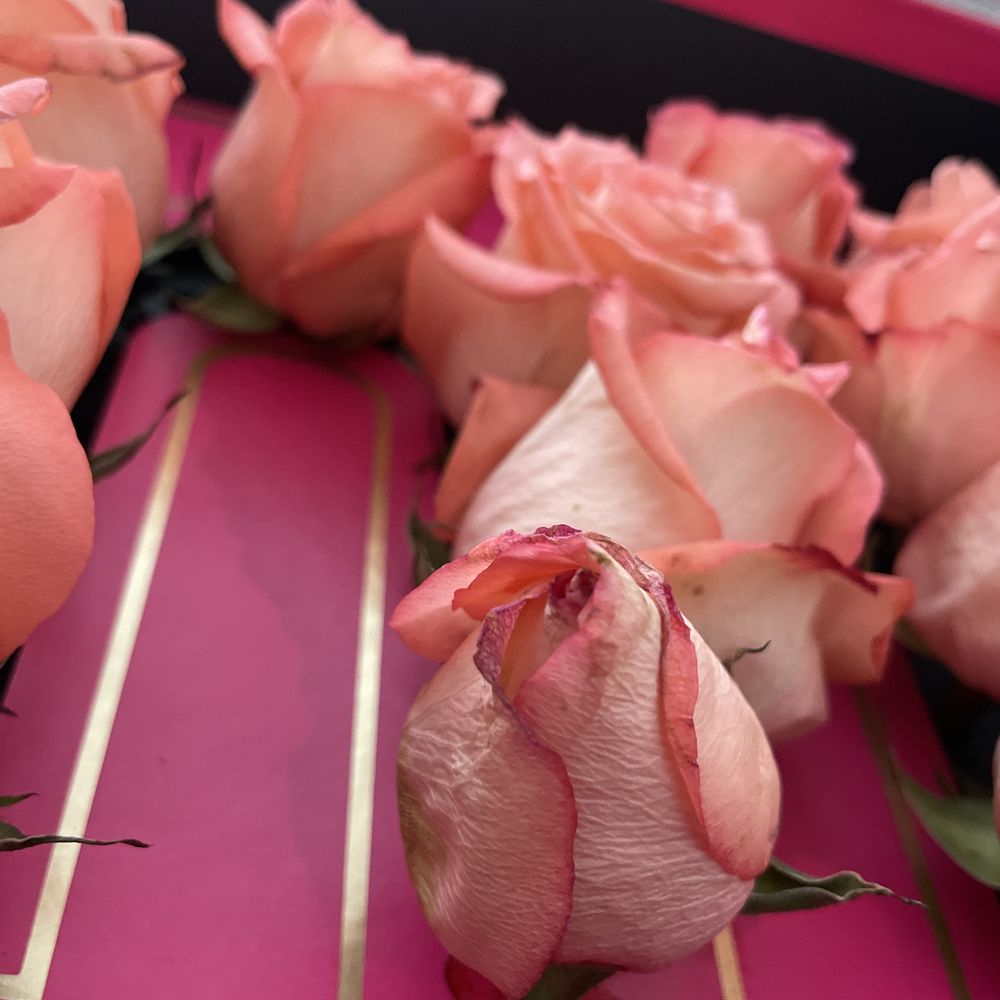 Hugo's Flower Shop - Flower didn't even bloom, and is already practically dead - Florists Near Me - Fontana, California Hugo's Flower Shop - Flower didn't even bloom, and is already practically dead - Florists Near Me - Fontana, California