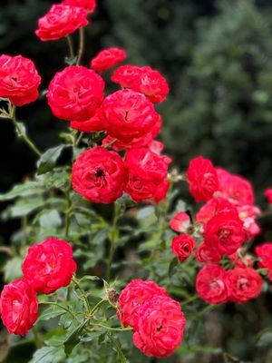 International Rose Test Garden by null