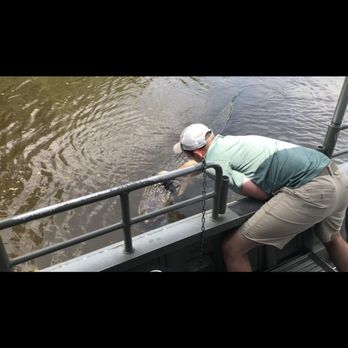 Ultimate Swamp Adventures - Captain Dylan playing with big male alligator - Tours Near Me - Westwego, Louisiana Ultimate Swamp Adventures - Captain Dylan playing with big male alligator - Tours Near Me - Westwego, Louisiana