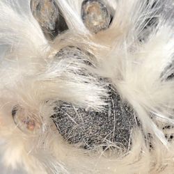 Spragg Veterinary Clinic - The VET TECH "ALEC" CUT EVERY NAIL THROUGH THE FLESH! Causing him to BLEED THROUGH EVERY NAIL Suffering UNIMAGINABLE PAIN AND TORTURE!!!!!