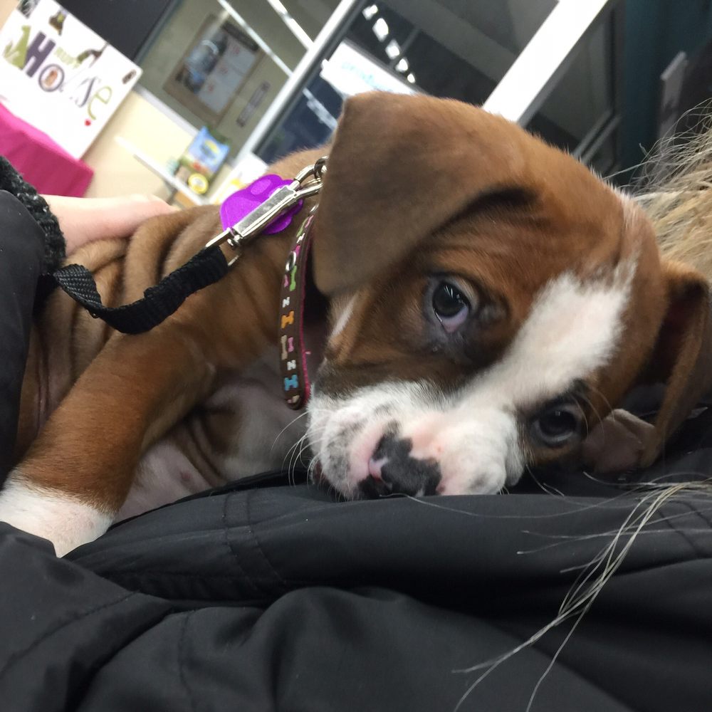 Petco - Pet Groomers Near Me - Oceanside, New York