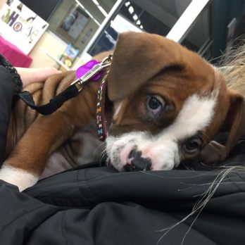 Petco - Pet Groomers Near Me - Oceanside, New York