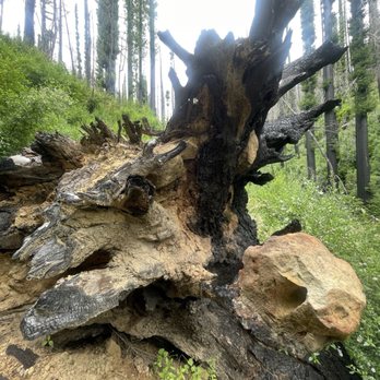 Big Basin Redwoods State Park - Parks Near Me - Boulder Creek, California