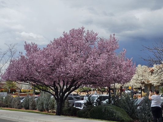Hyatt Vacation Club at Piñon Pointe by null