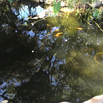 A-1 Koi Ponds - Local Fish Stores Near Me - San Ramon, California
