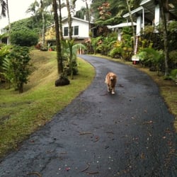 Baby Pigs Crossing Bed & Breakfast - Puccini the dog (a sedate and good natured collie) saying goodbye to us on our day of departure