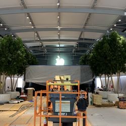 Plants Unlimited - 30-40' trees installed in a computer store in Houston.