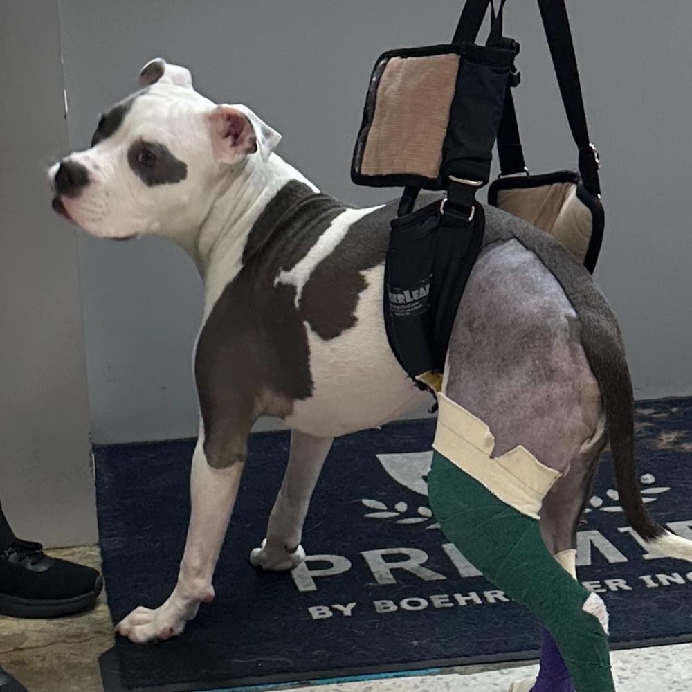 THE BEST 10 VETERINARIANS in SOLANO COUNTY, CA - Updated 2026 - Hours - Yelp