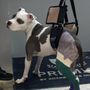 Photo of All 4 Paws Veterinary Hospital