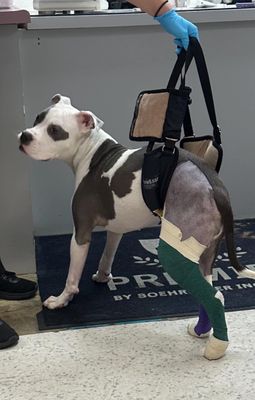 All 4 Paws Veterinary Hospital on Yelp