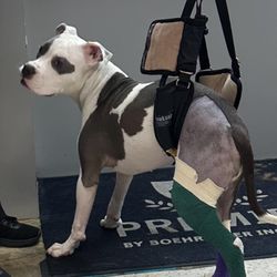 All 4 Paws Veterinary Hospital - Patient getting a sling walk post torn cruciate tear TPLO repair
