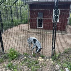 Garden of Eden Pet Resort - Dog kennel , dog