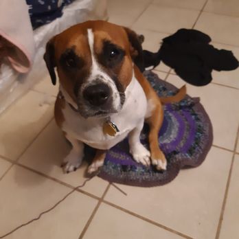 Abel's Pooper Scooper - Shortie says thanks - Pet Waste Removal Near Me Abel's Pooper Scooper - Shortie says thanks - Pet Waste Removal Near Me
