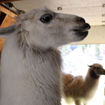 Pine Knot Guest Ranch - Hotels Near Me - Big Bear Lake, California
