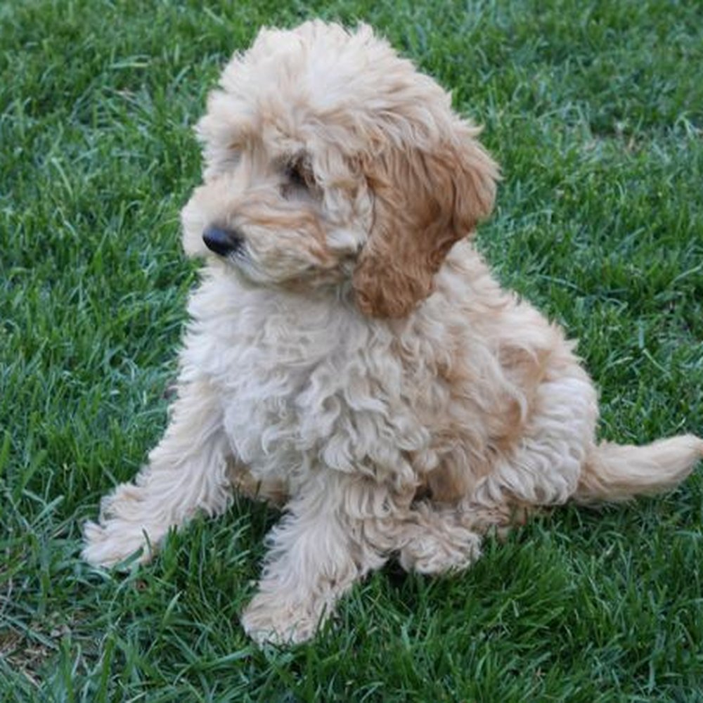 Vikki Boyd - Jade is so cute! - Pet Training Near Me Vikki Boyd - Jade is so cute! - Pet Training Near Me