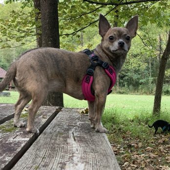 Heeling Dog - Chloe Chaos the Chihuahua! - Pet Training Near Me