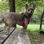 Photo of Heeling Dog