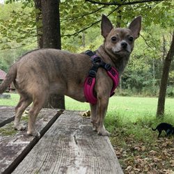 Heeling Dog - Chloe Chaos the Chihuahua!