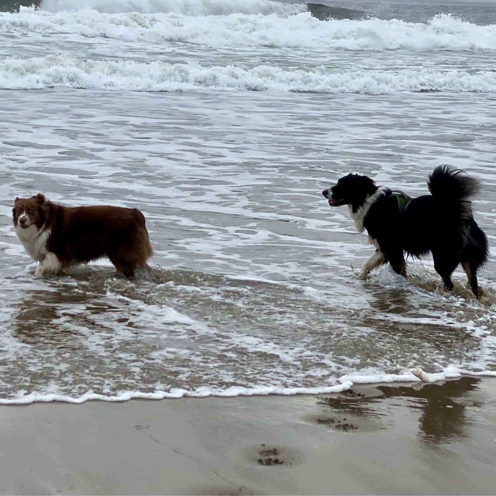 Kehoe Beach - Kehoe Beach - Beaches Near Me - Tomales Bay, California