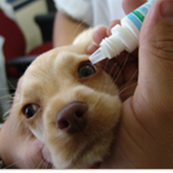 Abingdon Animal Clinic