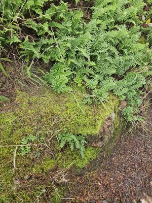Deception Pass Bridge by null