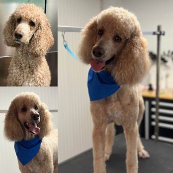Where Tails Wag - Our standard poodle Oliver before and after his groom - Pet Boarding Near Me - Ankeny, Iowa Where Tails Wag - Our standard poodle Oliver before and after his groom - Pet Boarding Near Me - Ankeny, Iowa