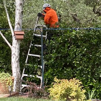 Benuto Tree Service - Tree Services Near Me Benuto Tree Service - Tree Services Near Me