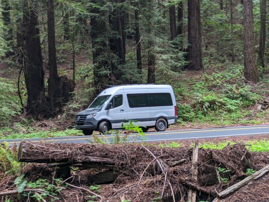 Navarro River Redwoods State Park by null