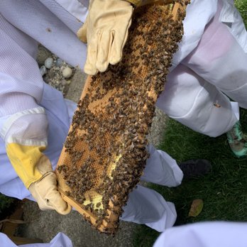 PurrFect Honey - Bees - Community Service/Non-Profit Near Me PurrFect Honey - Bees - Community Service/Non-Profit Near Me