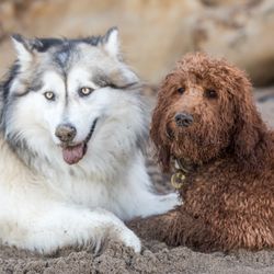 The Empuppyporium