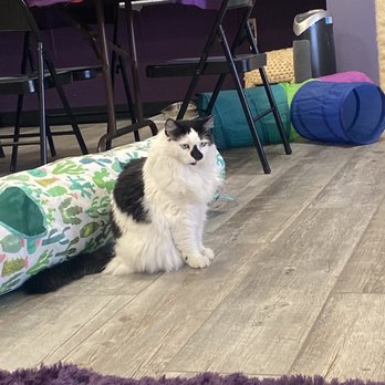 PHX Cat Cafe - New kitty Betty Boop is so playful! - Pet Adoption Near Me - Phoenix, Arizona PHX Cat Cafe - New kitty Betty Boop is so playful! - Pet Adoption Near Me - Phoenix, Arizona