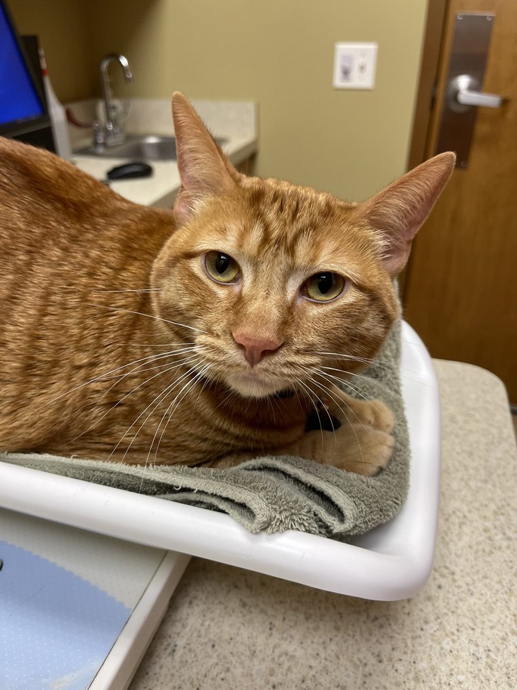 College Station Cat Clinic - pet boarding facility in Wheaton, IL