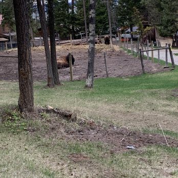 Lonesome Dove Guest Ranch - Buffalo - Hotels Near Me - Kalispell, Montana Lonesome Dove Guest Ranch - Buffalo - Hotels Near Me - Kalispell, Montana