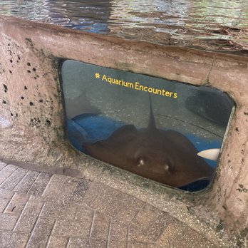 Florida Keys Aquarium Encounters - A giant stingray you can feed or pet - Aquariums Near Me - Marathon, Florida Florida Keys Aquarium Encounters - A giant stingray you can feed or pet - Aquariums Near Me - Marathon, Florida