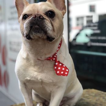 Kool & Kute - Parce  look so handsome - Pet Groomers Near Me - Miami, Florida
