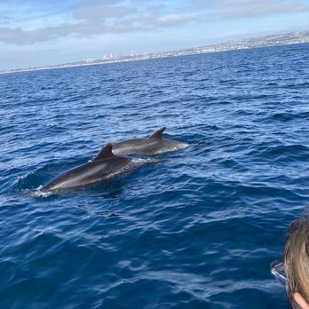 Newport Surfrider - Dolphins - Boat Charters Near Me - Newport Beach, California Newport Surfrider - Dolphins - Boat Charters Near Me - Newport Beach, California