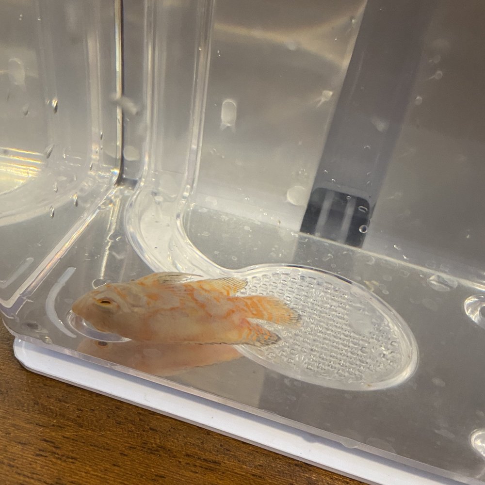 PetSmart - sick Oscar from petsmart - Pet Stores Near Me - Pinole, California PetSmart - sick Oscar from petsmart - Pet Stores Near Me - Pinole, California