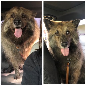 Paw In Order - Pet Sitting Near Me - Orange, California