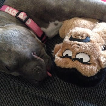 PoochMatch - Pet Adoption Near Me