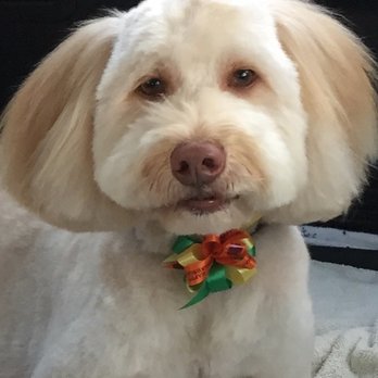 La Canada Pet Grooming - This is the best groomer I have been to. - Pet Groomers Near Me - La Canada Flintridge, California La Canada Pet Grooming - This is the best groomer I have been to. - Pet Groomers Near Me - La Canada Flintridge, California