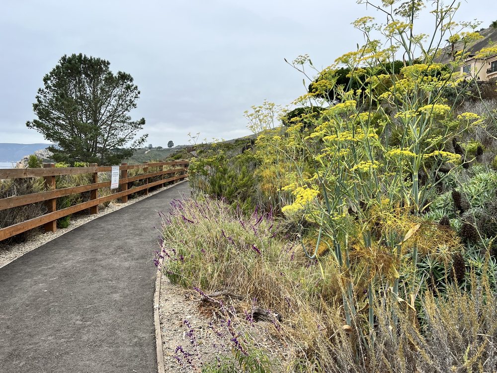 Shell Beach Bluff Trail Logo