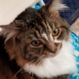 We had to let go of our sweet, sweet Bleu last night. But the staff at Main St. Vet made the whole experience so much more bearable.
