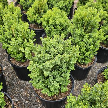 Chavez Garden Center - Boxwood - Nurseries & Gardening Near Me - Highland, New York