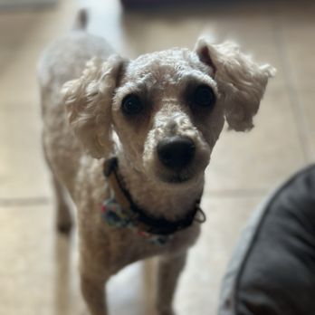 Four Paws Grooming - Cut and groom! - Pet Groomers Near Me - Norco, California Four Paws Grooming - Cut and groom! - Pet Groomers Near Me - Norco, California