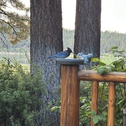 View of wildlife
